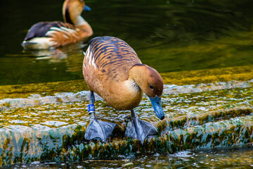 Greater Whistling Duck (Aythya ferruginea)