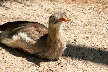 Bird sitting on the ground