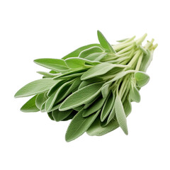 Fresh sage herb isolated on white background with clipping path. Full Depth of field. Focus stacking. PNG. Generative AI. PNG