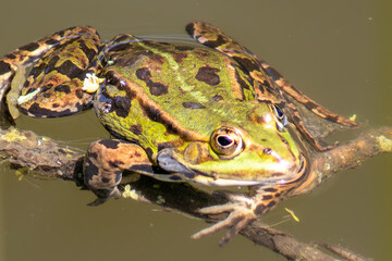 Fototapeta premium frog in the water