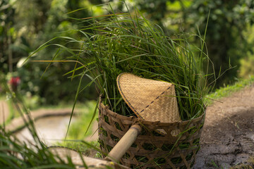 Close up shot of balinese hat in wooden basket. Equipment for working in rice plantation