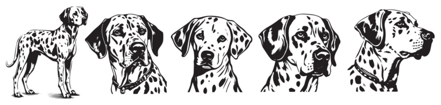 Dalmatian dog, vector black illustration, silhouette image of animal, laser cutting
