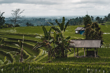 Fototapeta na wymiar Farm barn on green rice field. Balinese traditional agriculture, rice production and growing