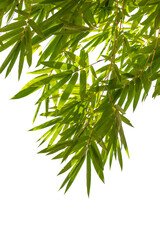 Fototapeta premium Bamboo leaves,Isolated on a white background,
