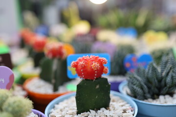 Various types of Cactus in a terracotta pot(clay) or flowerpot on shelf.Concept of Cactus Farm, Agriculture, Nursery,succulent plants.