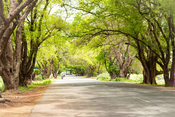 A stunning village road with massive trees, a beautiful green scenery with tree and road in a village near Uthramerur, Chengalpattu, Tamil Nadu, India. 