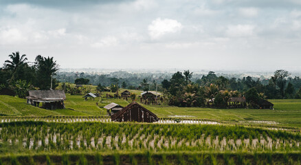 Fototapeta na wymiar Landscape view of rice farming plantation. Farmer barn buildings in rice field, rice growing and production