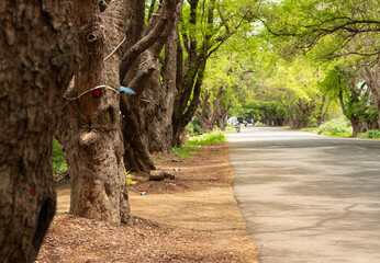 A stunning village road with massive trees, a beautiful green scenery with tree and road in a village near Uthramerur, Chengalpattu, Tamil Nadu, India. 