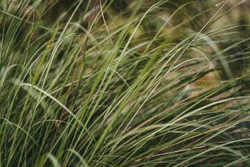 Close up shot of green grass thin leaves. Field vegetation and botanicals plants
