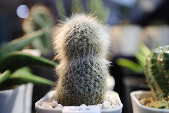 Close up of Espostoa guentheri on a pot. Cactus plants for indoor decoration