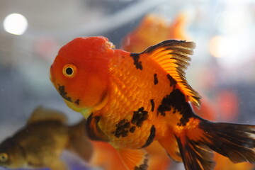 Goldfish in aquarium 