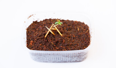 Germination of a plant from a seed. A young plant growing in sunlight. Germination of microgreens.