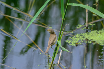 Reed warbler, Acrocephalus scirpaceus, perched on a reed stem.