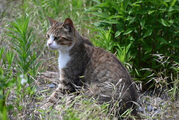 草むらで座る茶トラの猫