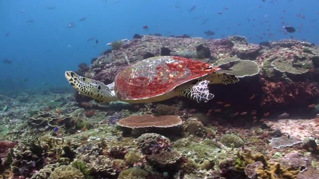 Red sea turtle moves on underwater coral reef with variety of fish in Bali. In underwater world, sea turtle peacefully explores coral reef, surrounded by an abundance of fish.