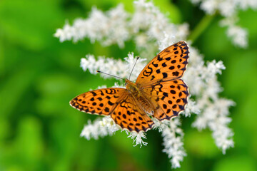 初夏の高原ヤナギランやアザミの花に訪れるオレンジ色の色鮮やかチョウ、コヒョウモン