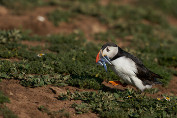 Puffin (Fratercula arctica) carrying small fish in its beak to feed its chick on Skomer Island off the coast of Pembrokeshire in Wales, United Kingdom