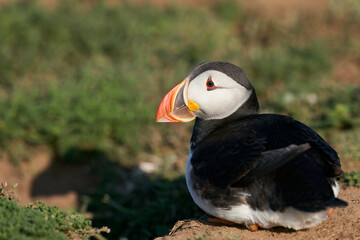 Atlantic puffin (Fratercula arctica) on the cliffs of Skomer Island off the coast of Pembrokeshire in Wales, United Kingdom