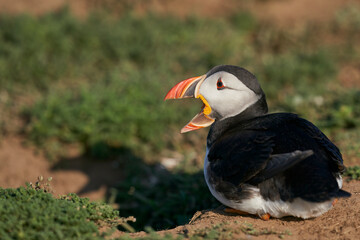 Atlantic puffin (Fratercula arctica) calling on Skomer Island off the coast of Pembrokeshire in Wales, United Kingdom