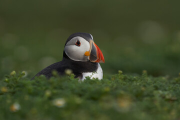 Atlantic puffin (Fratercula arctica) on the cliffs of Skomer Island off the coast of Pembrokeshire in Wales, United Kingdom