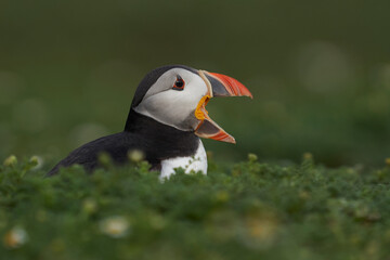 Atlantic puffin (Fratercula arctica) calling on Skomer Island off the coast of Pembrokeshire in Wales, United Kingdom
