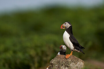 Atlantic puffin (Fratercula arctica) on the cliffs of Skomer Island off the coast of Pembrokeshire in Wales, United Kingdom