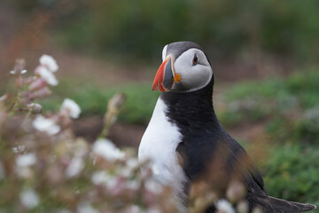 Naklejka premium Atlantic puffin (Fratercula arctica) on the cliffs of Skomer Island off the coast of Pembrokeshire in Wales, United Kingdom