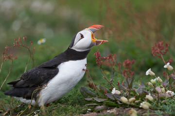 Atlantic puffin (Fratercula arctica) calling on Skomer Island off the coast of Pembrokeshire in Wales, United Kingdom