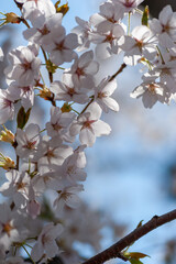 間近で見る弘前公園の桜