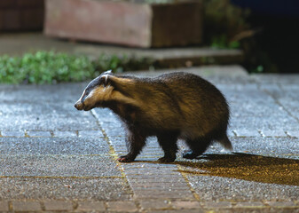 Badger meles meles on patio in garden at night © Chris