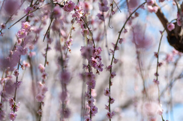間近で見る弘前公園の桜