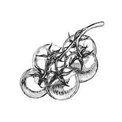 Vector hand-drawn illustration of tomatoes on branch in engraving style. Sketch with fresh vegetables isolated on white.