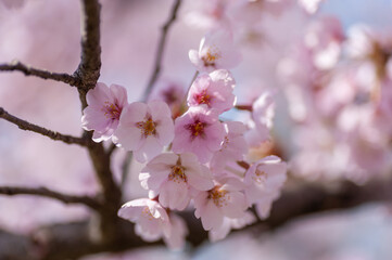 間近で見る弘前公園の桜