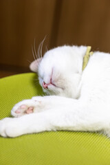Fototapeta na wymiar 口を開けて寝る白猫