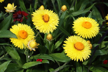 Sweden. Xerochrysum (syn. Bracteantha) is a genus of flowering plants native to Australia. 