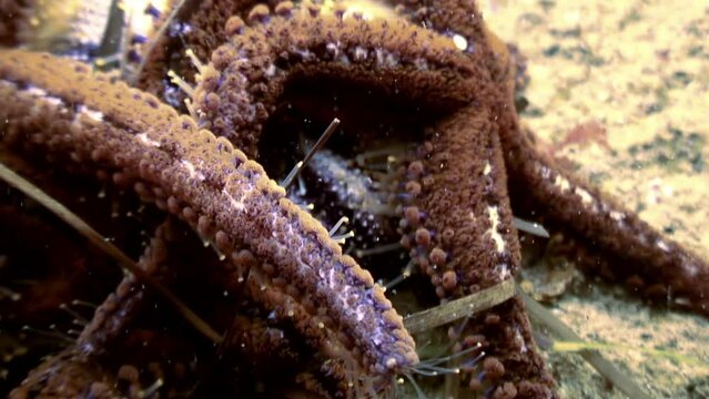 Close-up group of starfish engulfs sea urchin, demonstrating feeding process. Underwater floor of Sea of Japan becomes feasting ground for group of starfish as they devour sea urchin.