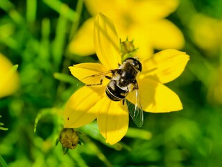The Black Shouldered Drone Fly