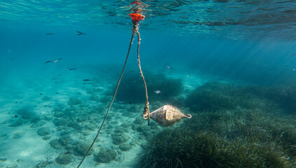 An old broken sea buoy overgrown with mollusks and underwater vegetation on a rope underwater in...