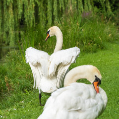 Obraz premium Two adult swans (Cygnus olor) cleaning feathers on the shore of the lake