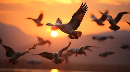 Fotobehang a flock of birds flying in the sky © KWY