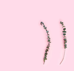 Beautiful green branches of dry eucalyptus on pink paper background.