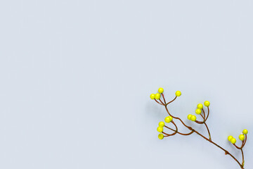 Autumn oak and rowan branches with red berries on blue background..