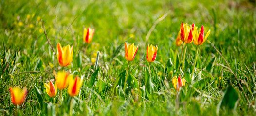 Wild Red Book tulips Kaufman in the fields of Kazakhstan. Spring flowers under the rays of sunlight. Beautiful landscape of nature. Hi spring. Beautiful flowers on a green meadow.