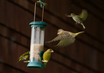 Greenfinches and siskins on a garden bird feeder