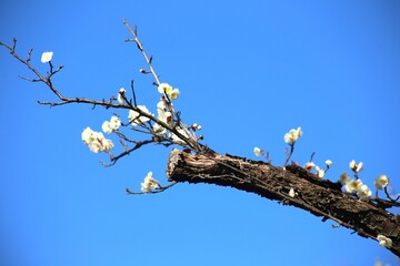 Plum blossom