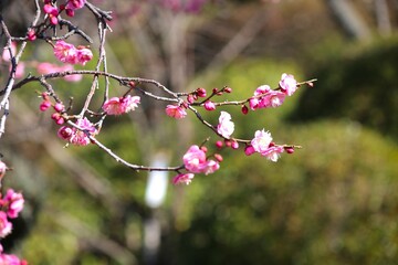 Plum blossom