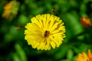 Nature