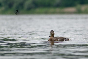 ducks in the lake