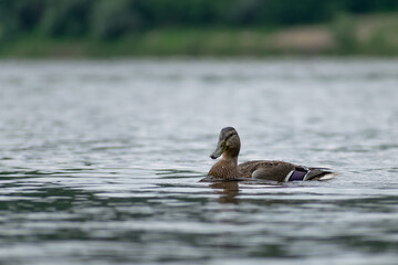 duck on the water