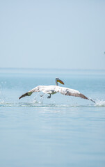 Fototapeta premium Flying pelicans in the blue sky. Waterfowl at the nesting site. A flock of pelicans walks on a blue lake.